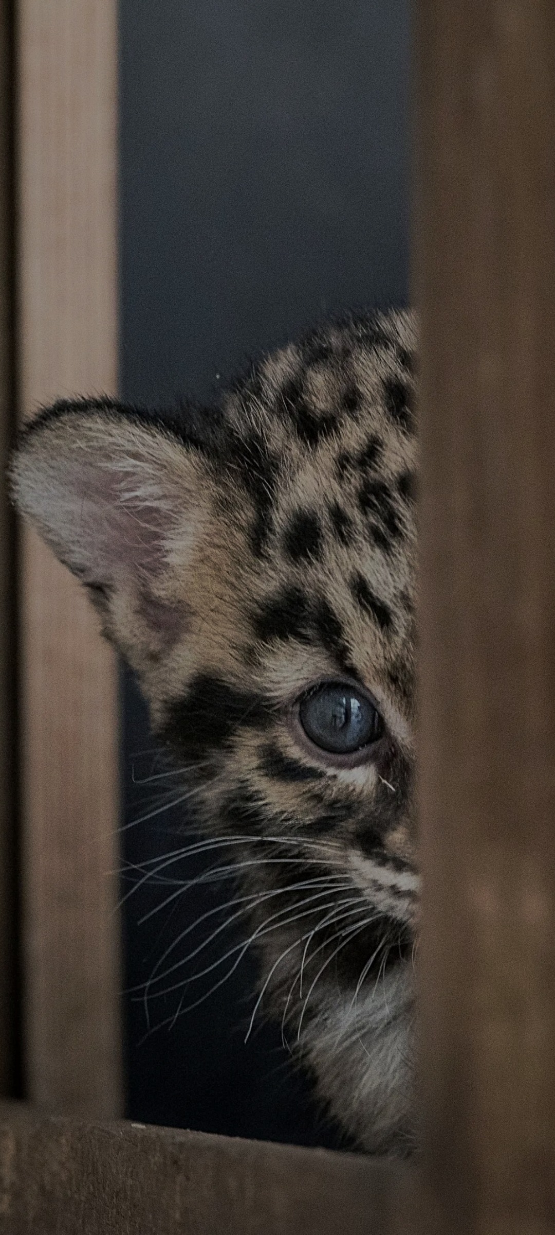 Profil de Danovan, 37 ans, Échangiste à Macrorie